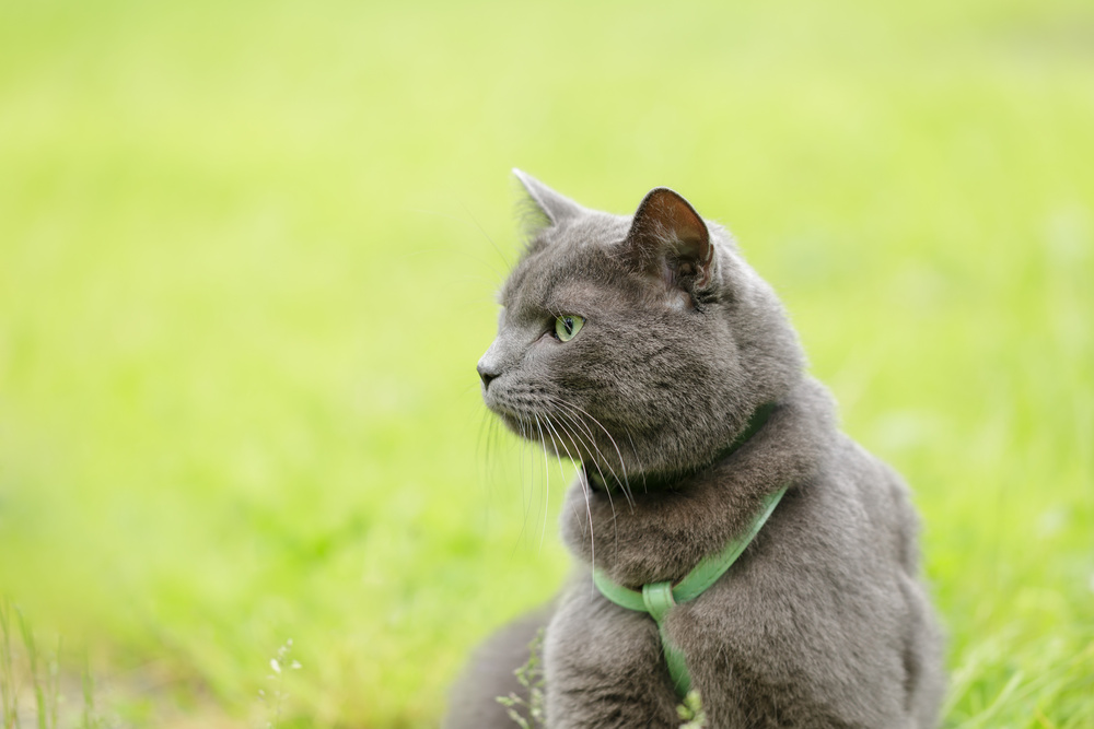 Need to Know Before Walking a Cat